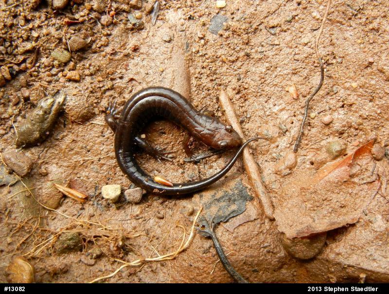 Allegheny Mountain Dusky Salamander