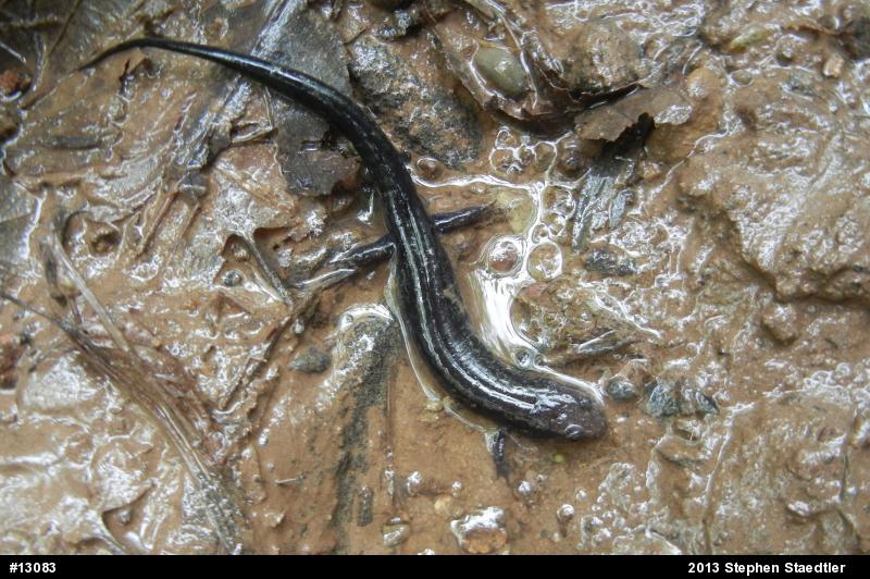 Allegheny Mountain Dusky Salamander