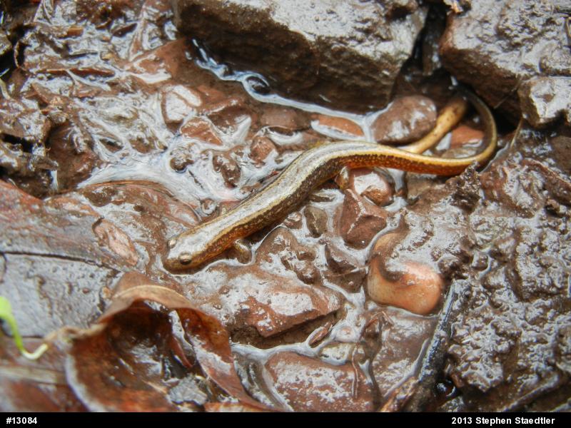 Northern Two-lined Salamander