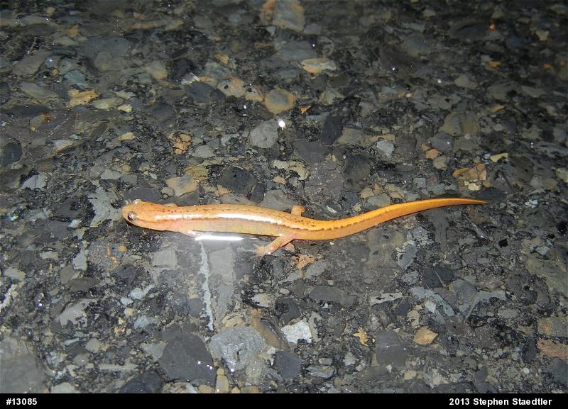 Northern Two-lined Salamander