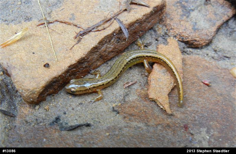 Northern Two-lined Salamander