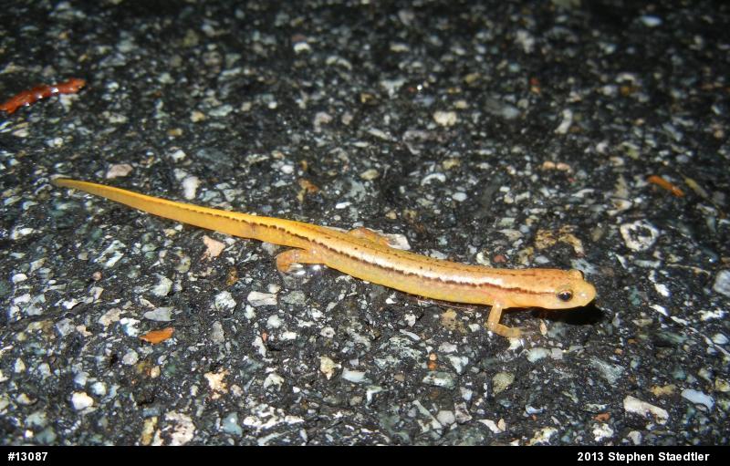 Northern Two-lined Salamander