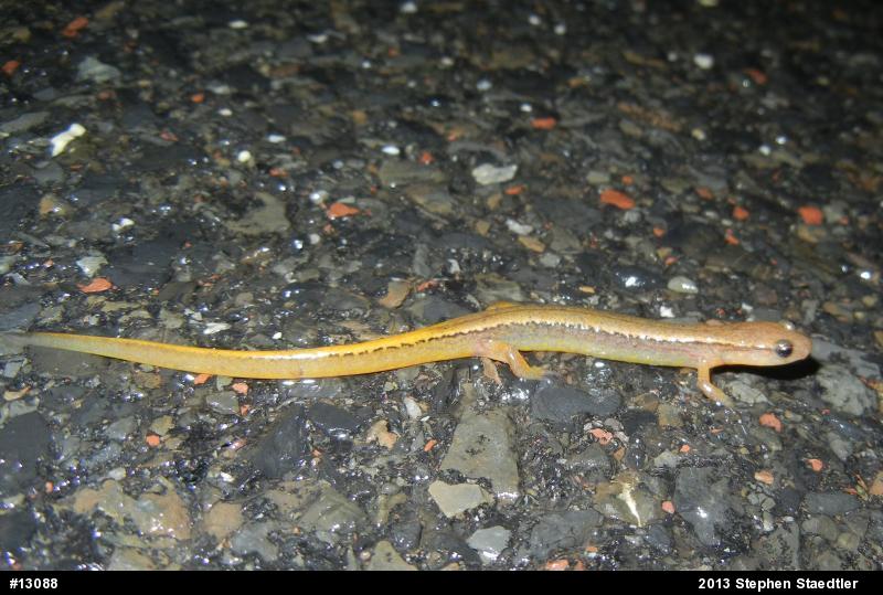 Northern Two-lined Salamander