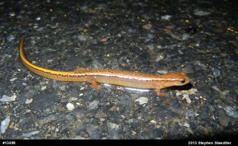 Northern Two-lined Salamander