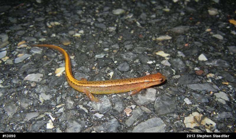 Northern Two-lined Salamander