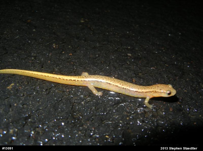 Northern Two-lined Salamander
