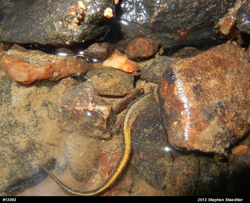Northern Two-lined Salamander