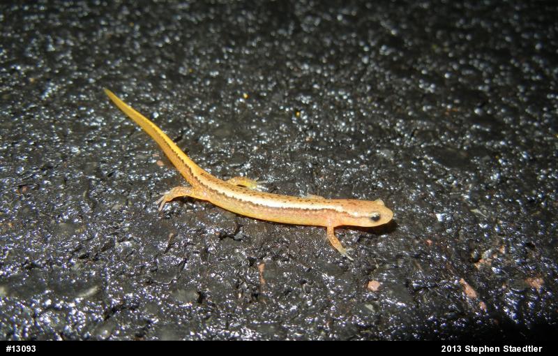 Northern Two-lined Salamander