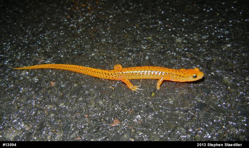 Eastern Long-tailed Salamander