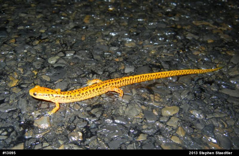 Eastern Long-tailed Salamander