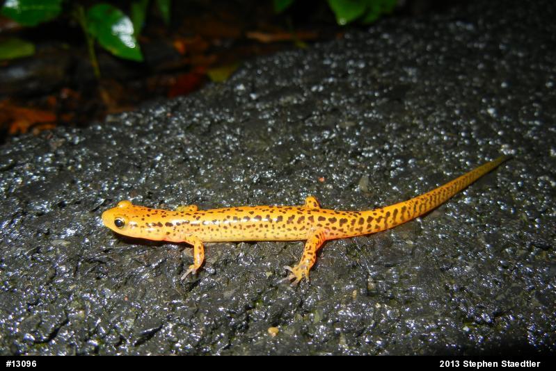 Eastern Long-tailed Salamander