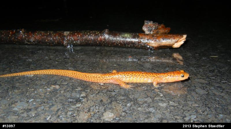 Eastern Long-tailed Salamander