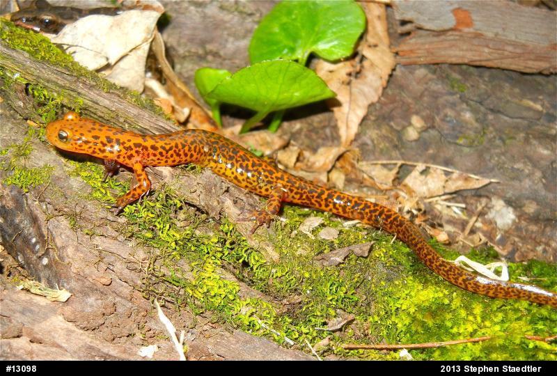 Eastern Long-tailed Salamander