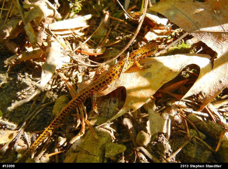 Eastern Long-tailed Salamander