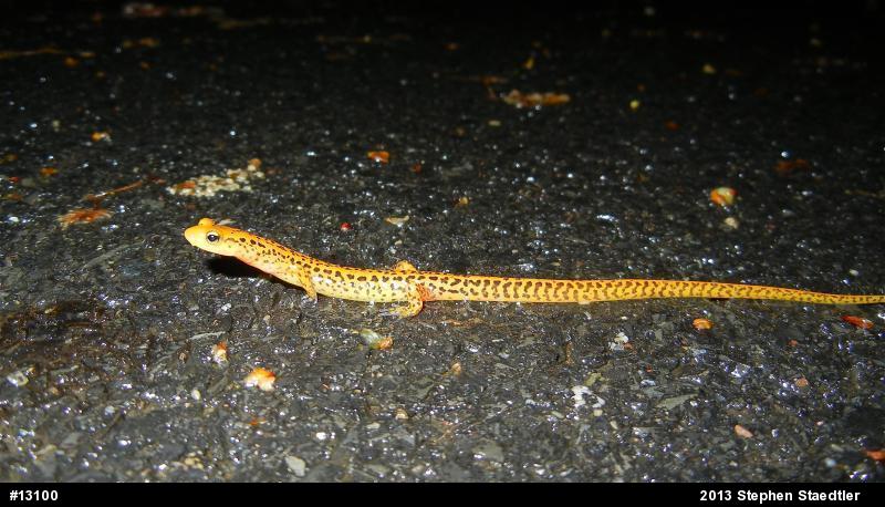 Eastern Long-tailed Salamander
