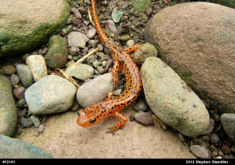 Eastern Long-tailed Salamander