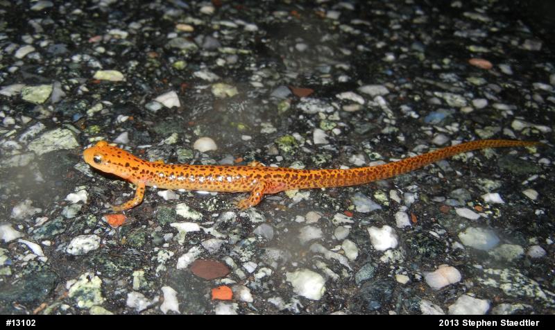 Eastern Long-tailed Salamander