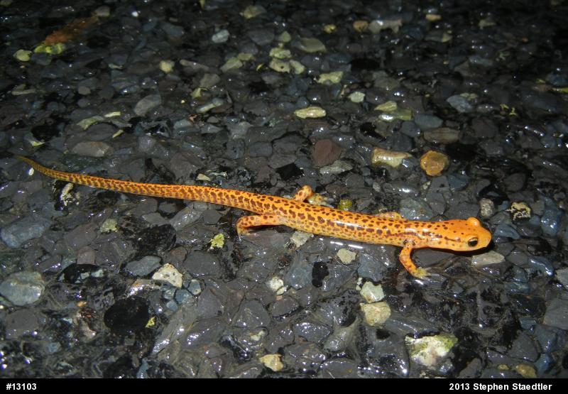 Eastern Long-tailed Salamander