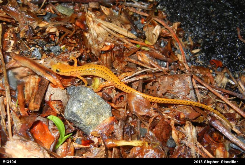 Eastern Long-tailed Salamander