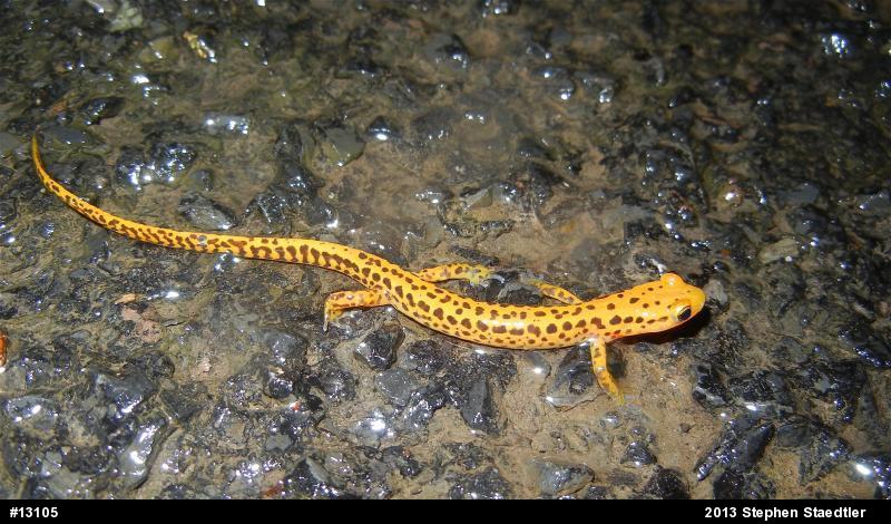 Eastern Long-tailed Salamander