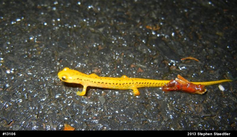Eastern Long-tailed Salamander