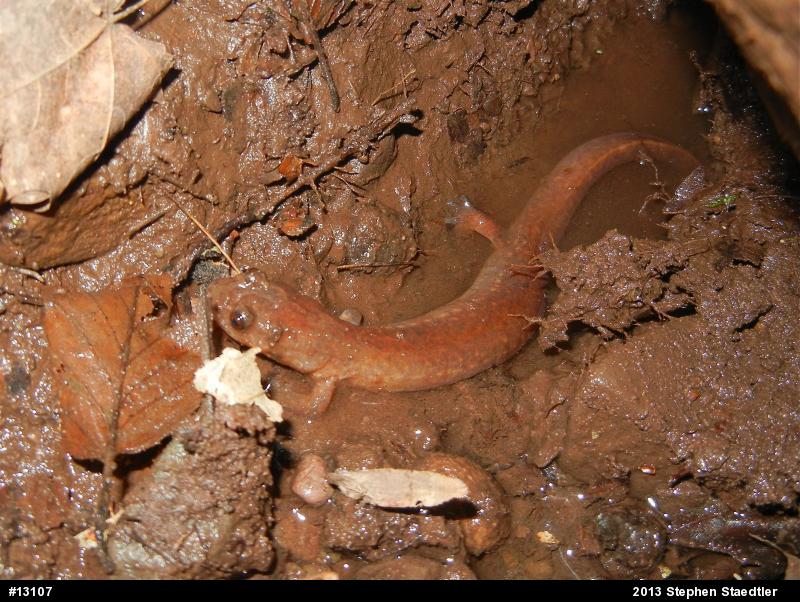 Northern Spring Salamander