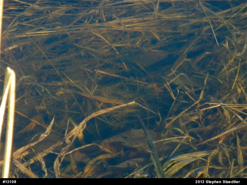 Red-spotted Newt