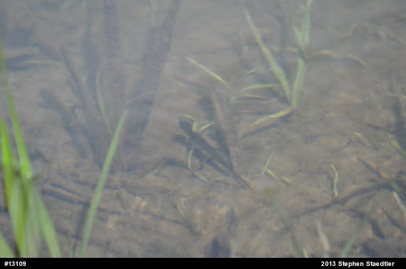 Red-spotted Newt