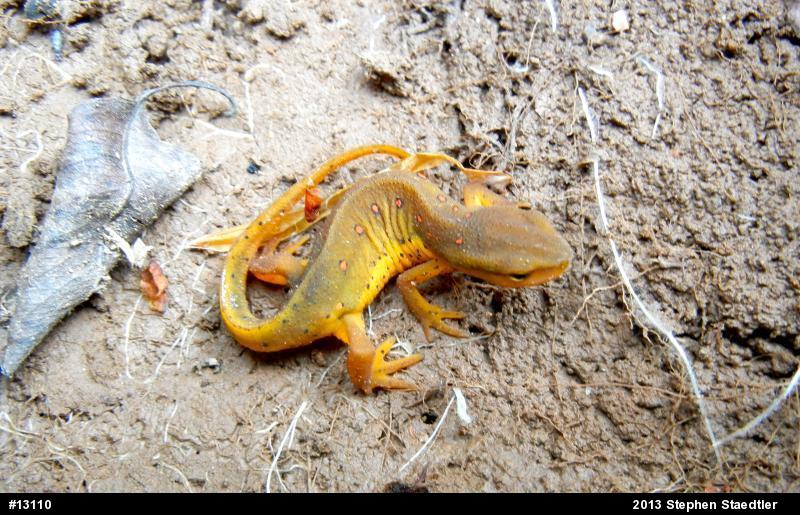 Red-spotted Newt