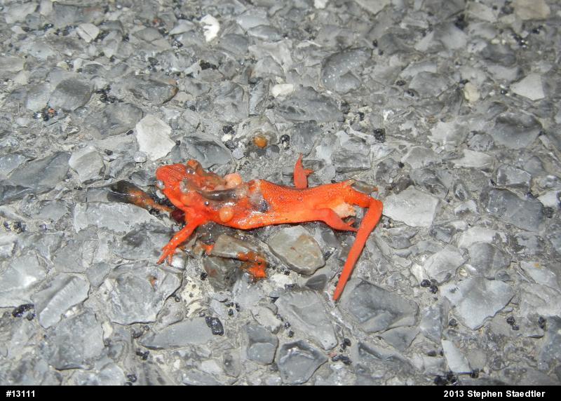 Red-spotted Newt