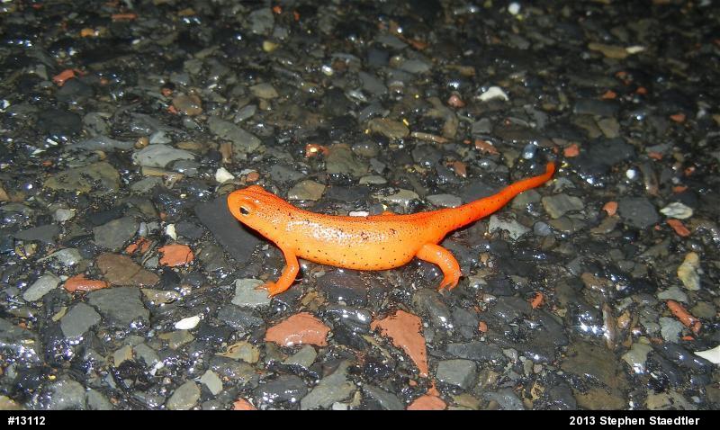 Red-spotted Newt