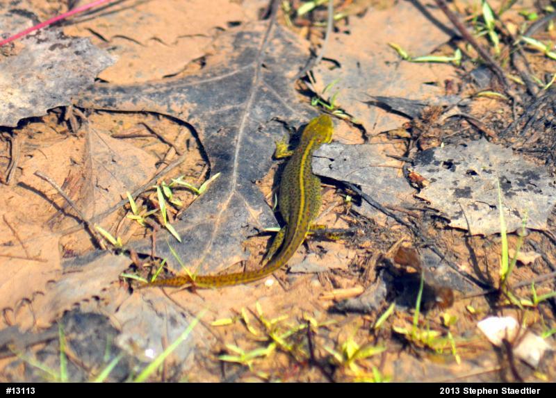 Red-spotted Newt