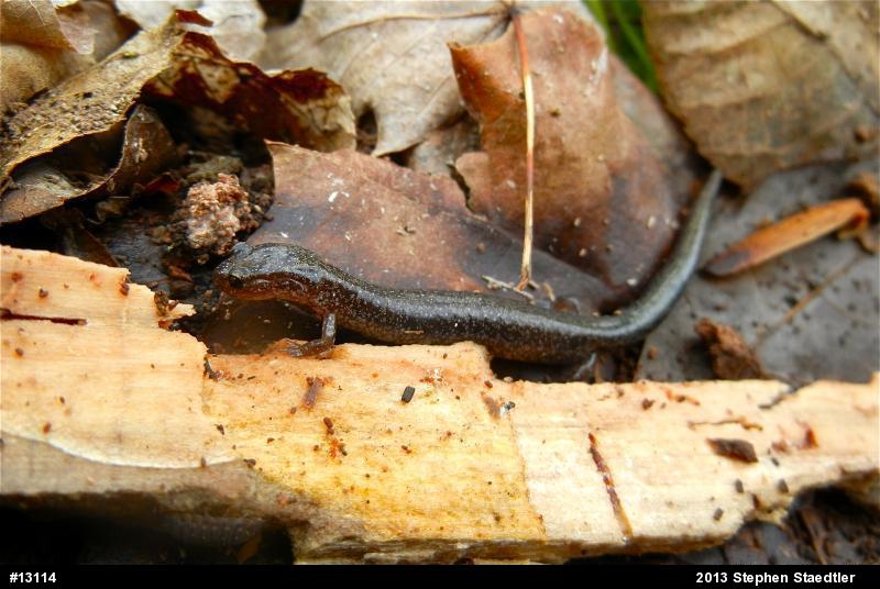 Eastern Red-backed  Salamander