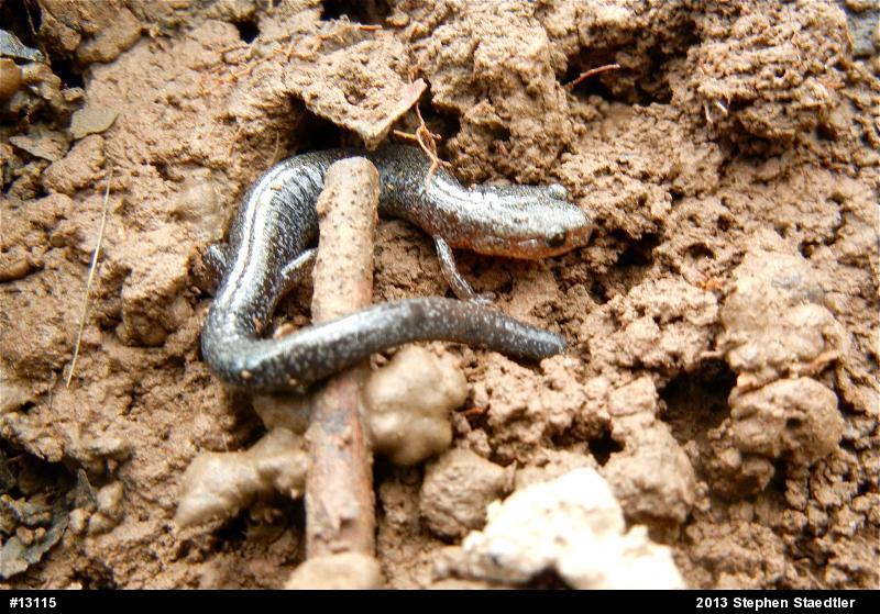 Eastern Red-backed  Salamander