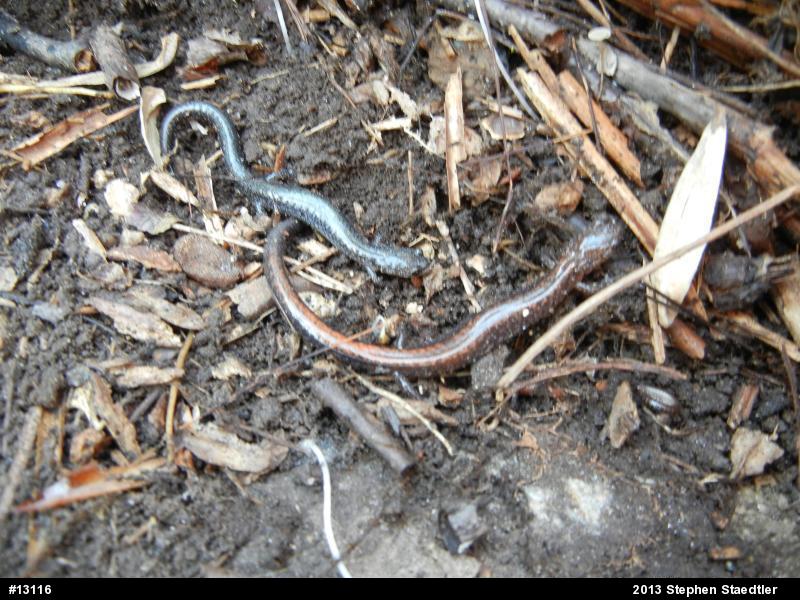 Eastern Red-backed  Salamander