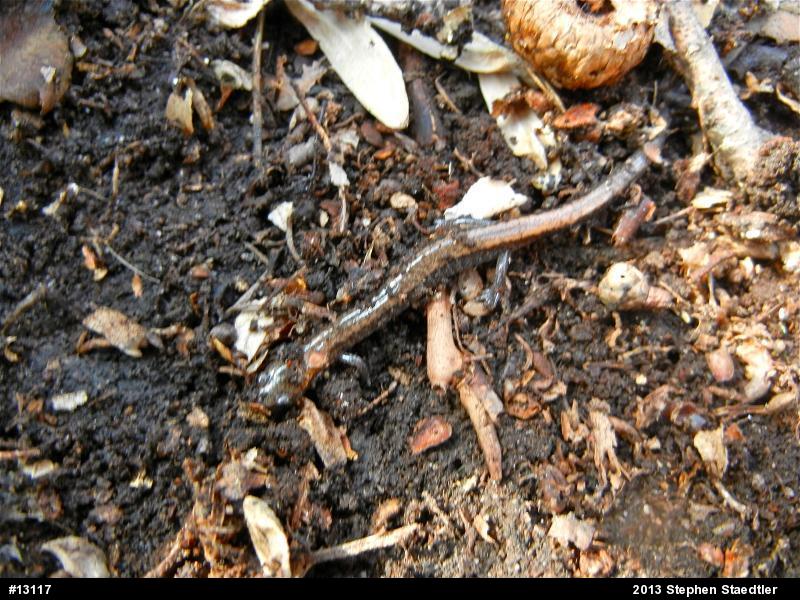 Eastern Red-backed  Salamander