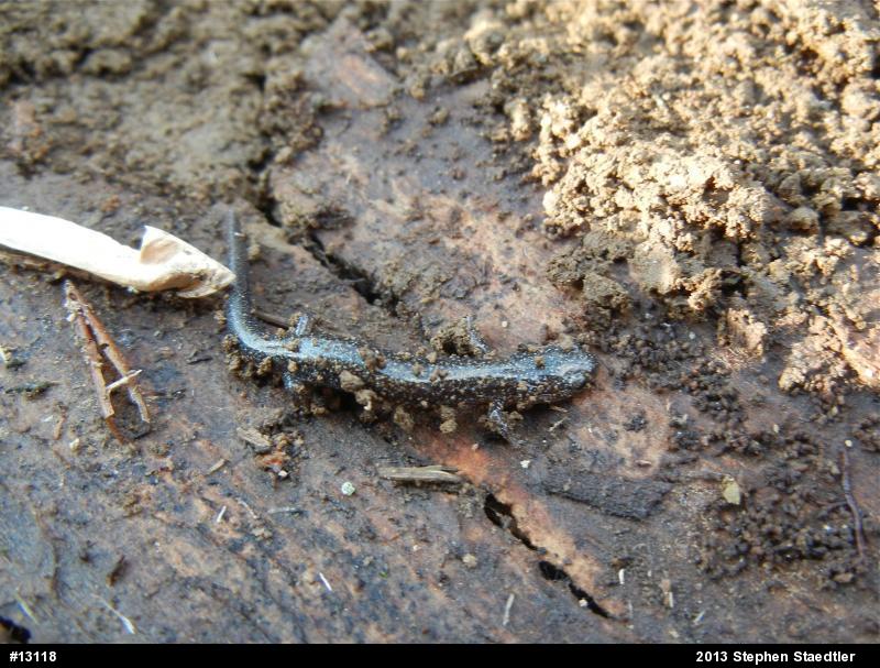 Eastern Red-backed  Salamander