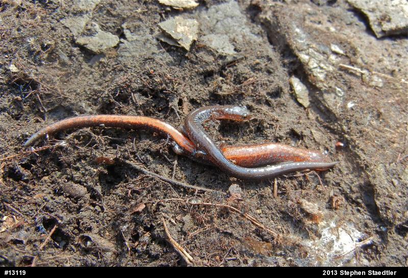 Eastern Red-backed  Salamander