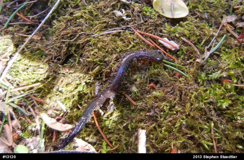 Eastern Red-backed  Salamander