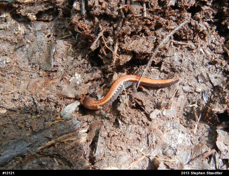 Eastern Red-backed  Salamander