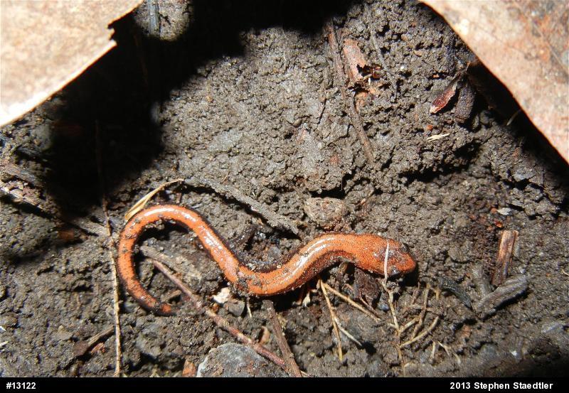 Eastern Red-backed  Salamander
