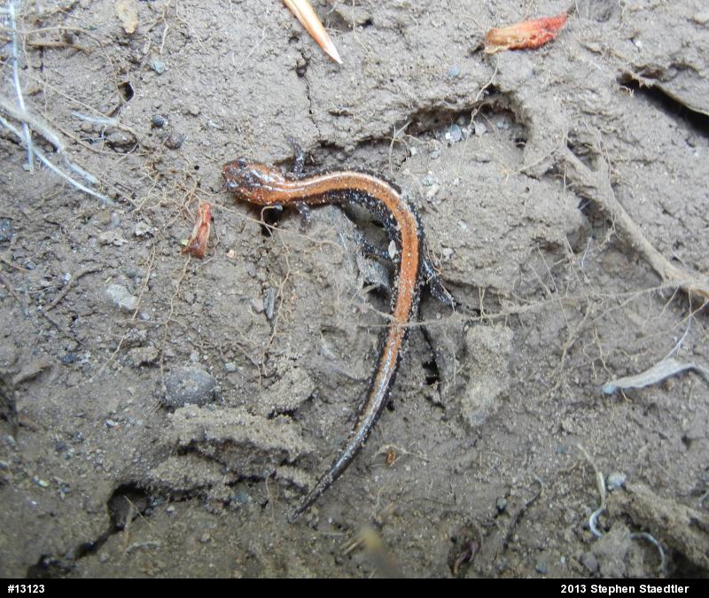 Eastern Red-backed  Salamander