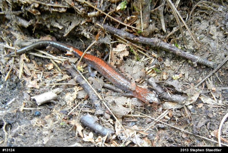 Eastern Red-backed  Salamander