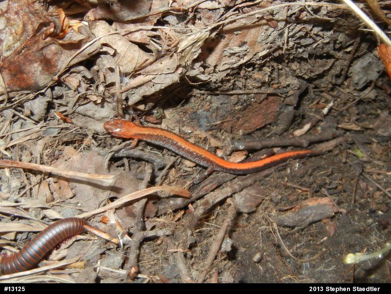 Eastern Red-backed  Salamander