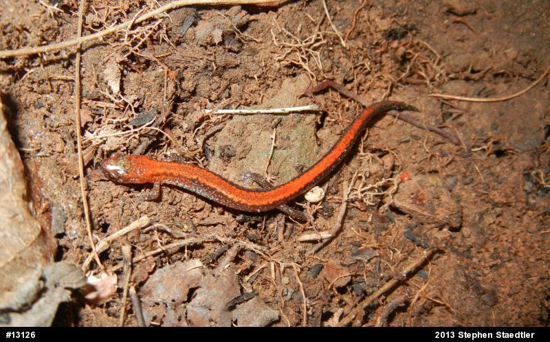 Eastern Red-backed  Salamander