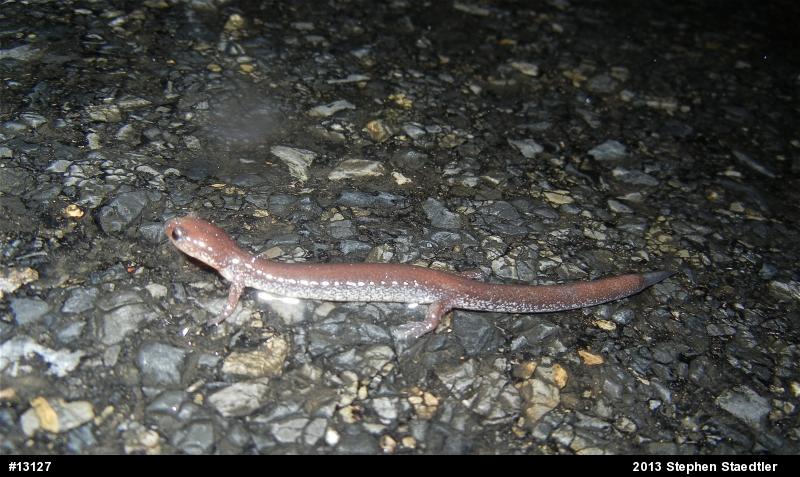 Eastern Red-backed  Salamander
