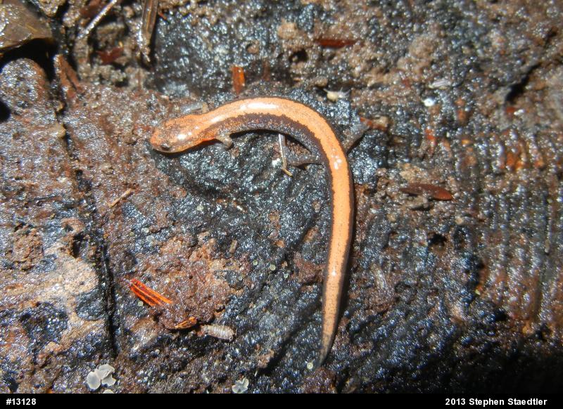 Eastern Red-backed  Salamander
