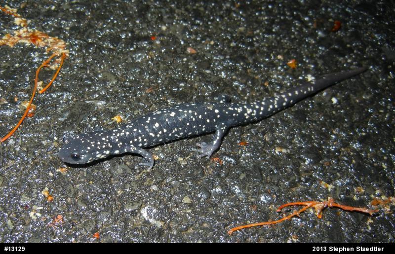 Northern Slimy Salamander