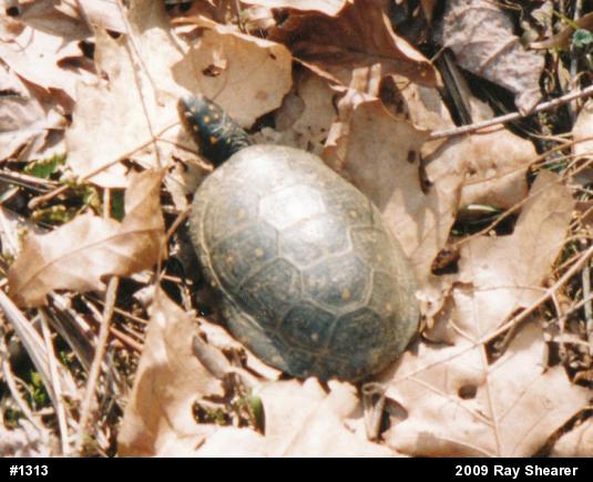 Spotted Turtle