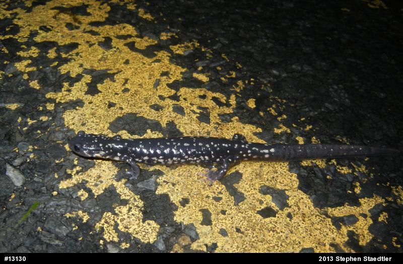 Northern Slimy Salamander